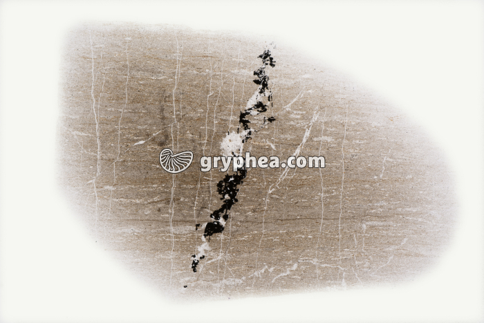 Schiste bitumineux LPNA x1,5 - gryphea.org